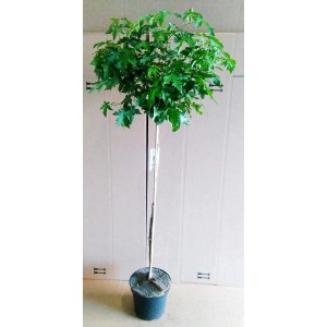 Kugel-Amberbaum (Liquidambar Gumball) als Stämmchen im Topf, ca. 170-180cm hoch.