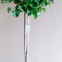 Kugel-Amberbaum (Liquidambar Gumball) als Stämmchen im Topf, ca. 170-180cm hoch.