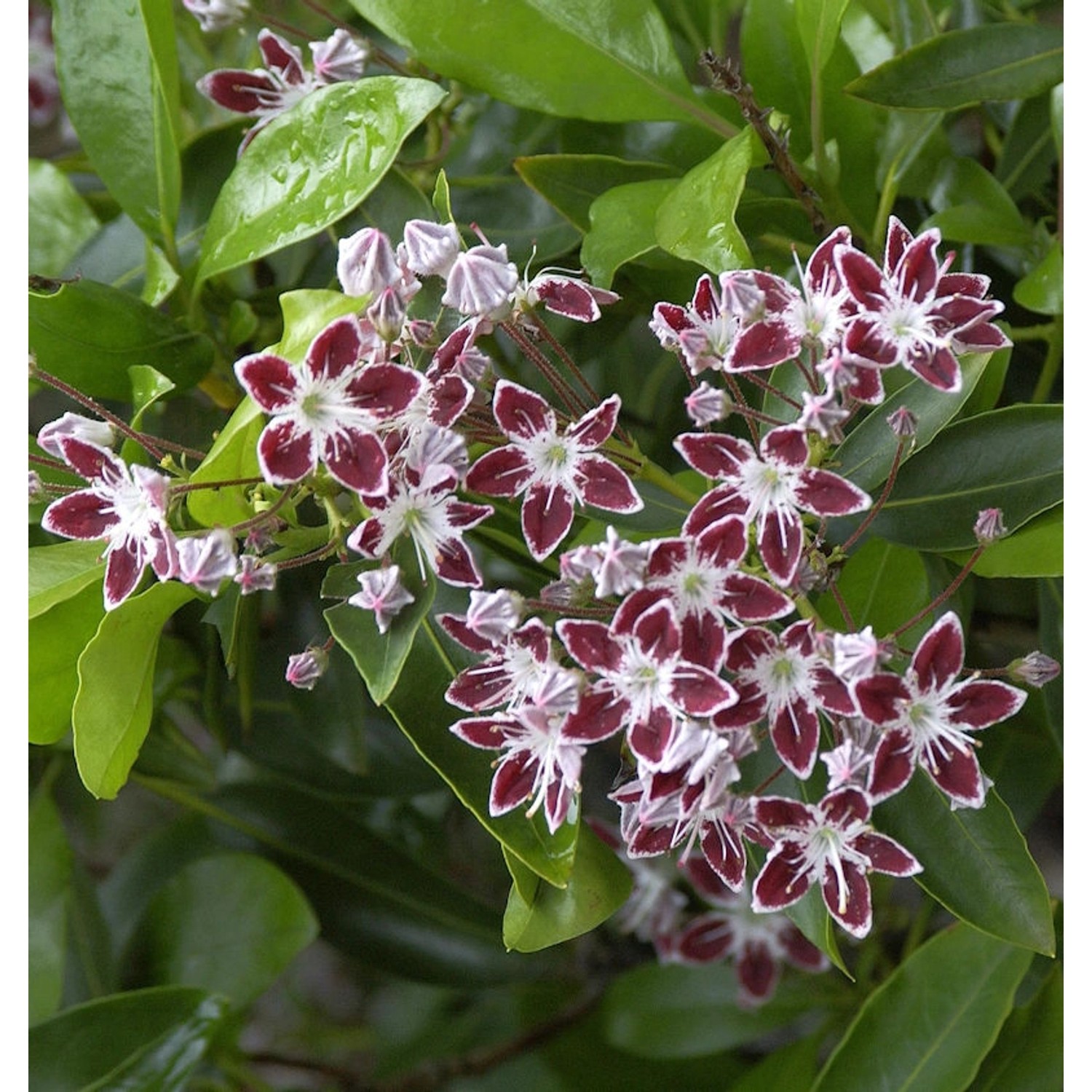 Großer Berglorbeer Galaxy 15-20cm - Kalmia latifolia günstig online kaufen