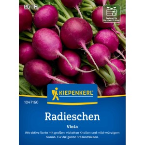 Kiepenkerl Radieschen Viola Saatgut: Violette Radieschen-Knollen mit grünem Laub.