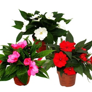 Exotenherz Edel-Lieschen Farb-Mix, 3 Pflanzen im 12cm Topf: Weiße, rote und pinke Neu-Guinea-Impatiens.