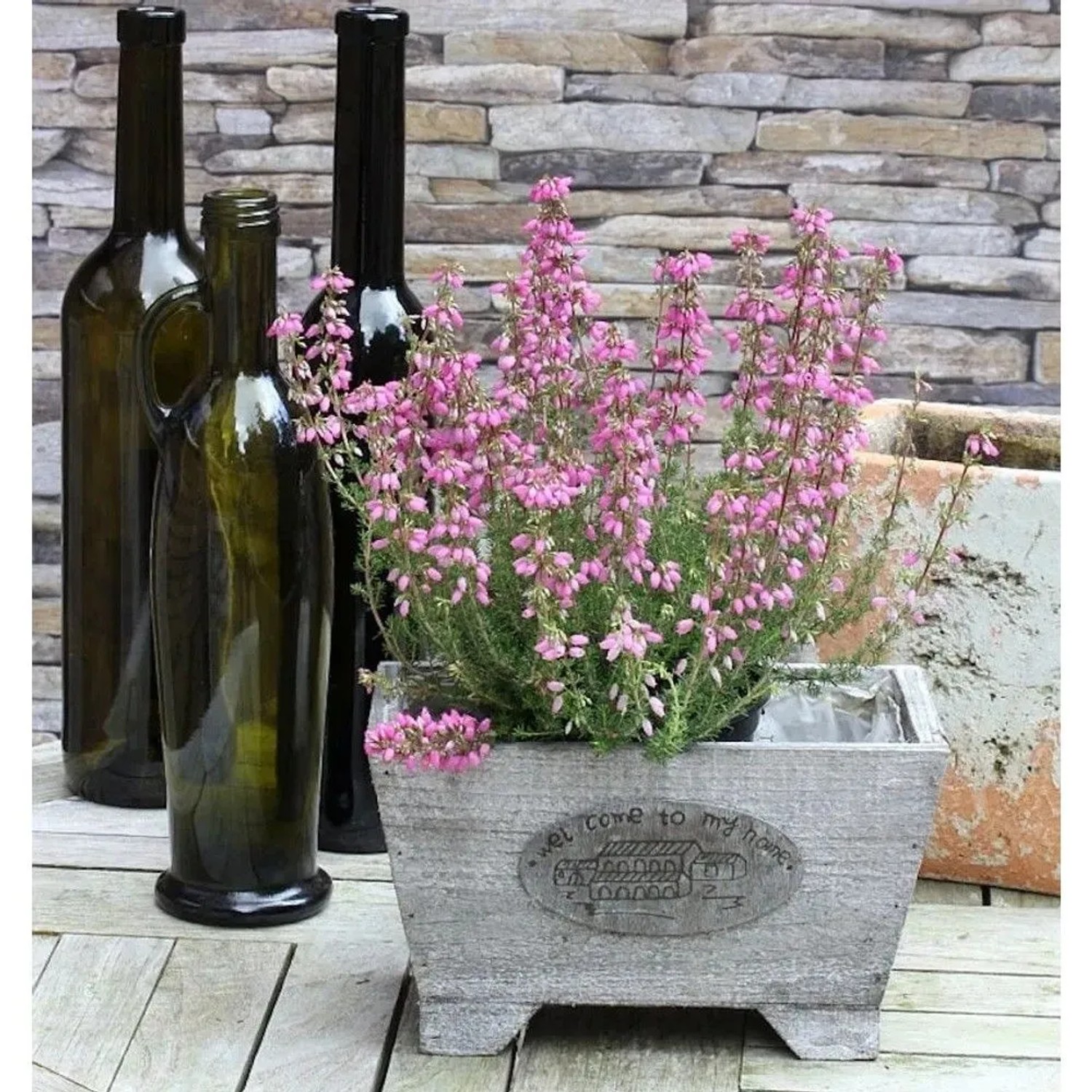 Image of 10x Glockenheide Rosa Klon - Erica tetralix
