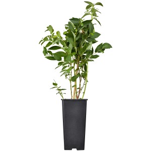 Heidelbeere 'Brigitta' im 2 l Topf. Vaccinium mit grünen Blättern im schwarzen Topf.