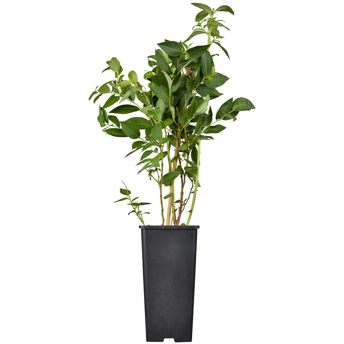 Heidelbeeren kaufen bei OBI