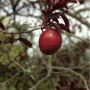 Großfrüchtige Blutpflaume Prunus Trailblazer mit roter Frucht und dunklen Blättern.