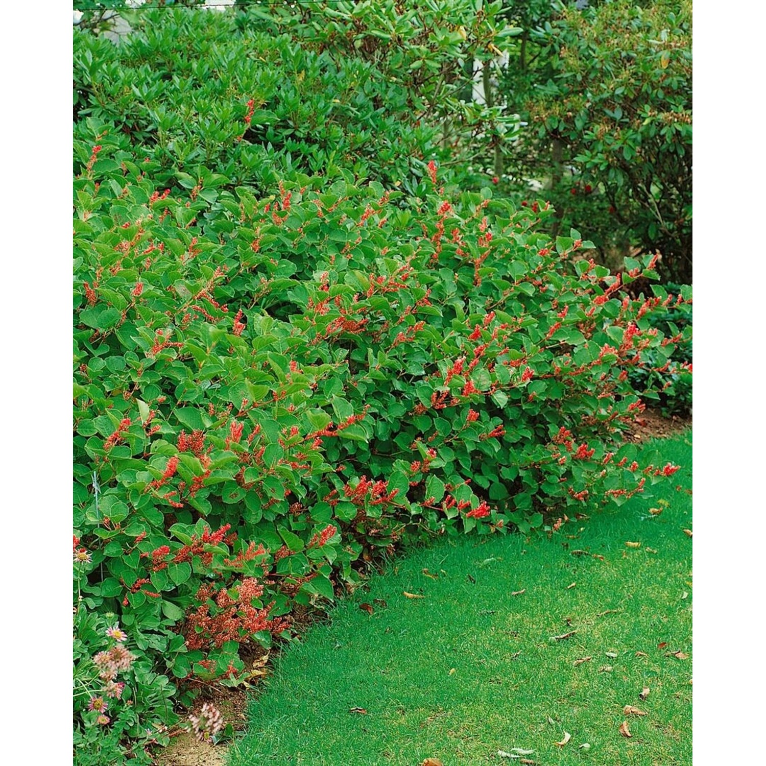 Reynoutria Japonica Var.compacta Rosea Ca. 11x11 cm Topf günstig online kaufen
