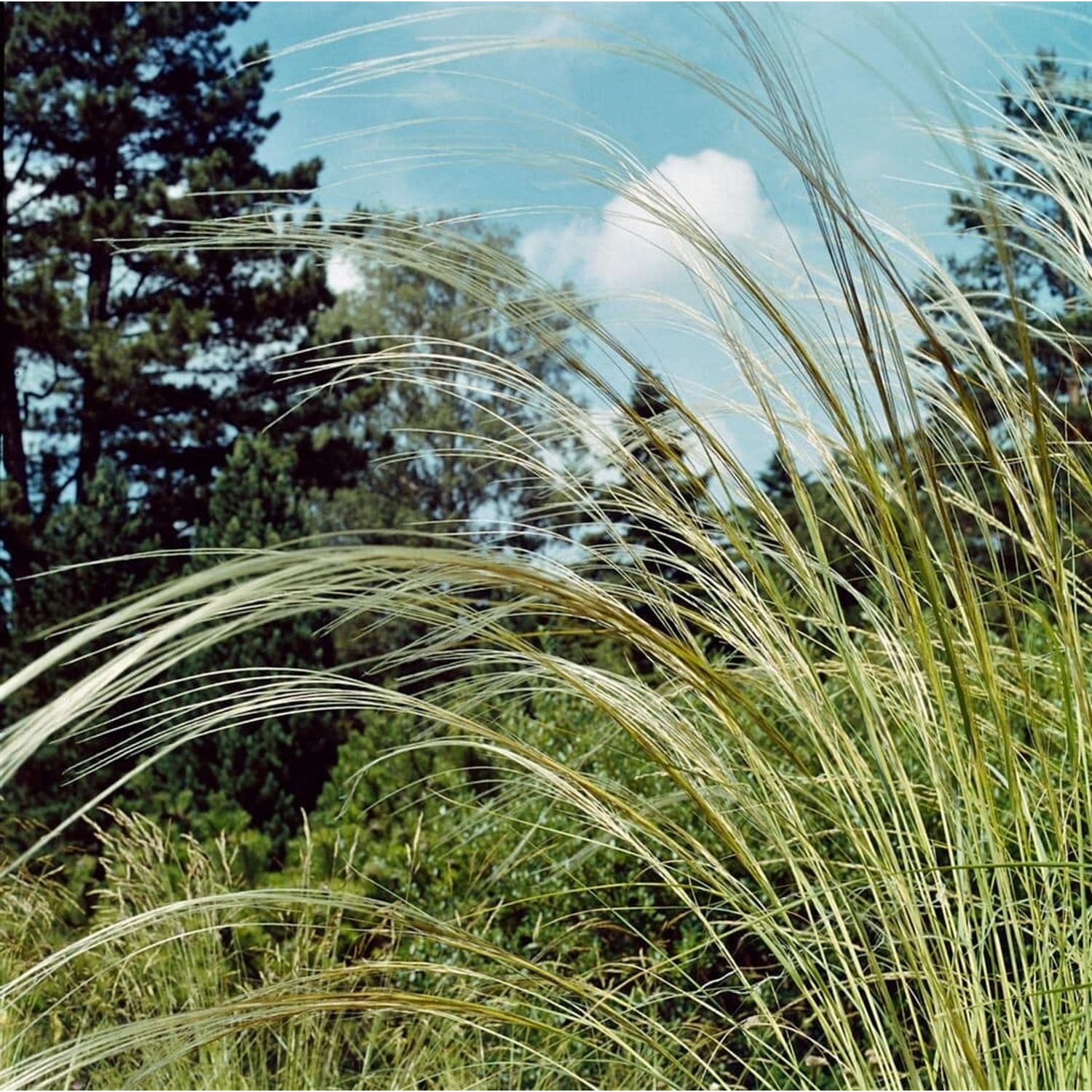 Stipa Barbata Federgras Ca. 9x9 cm Topf günstig online kaufen
