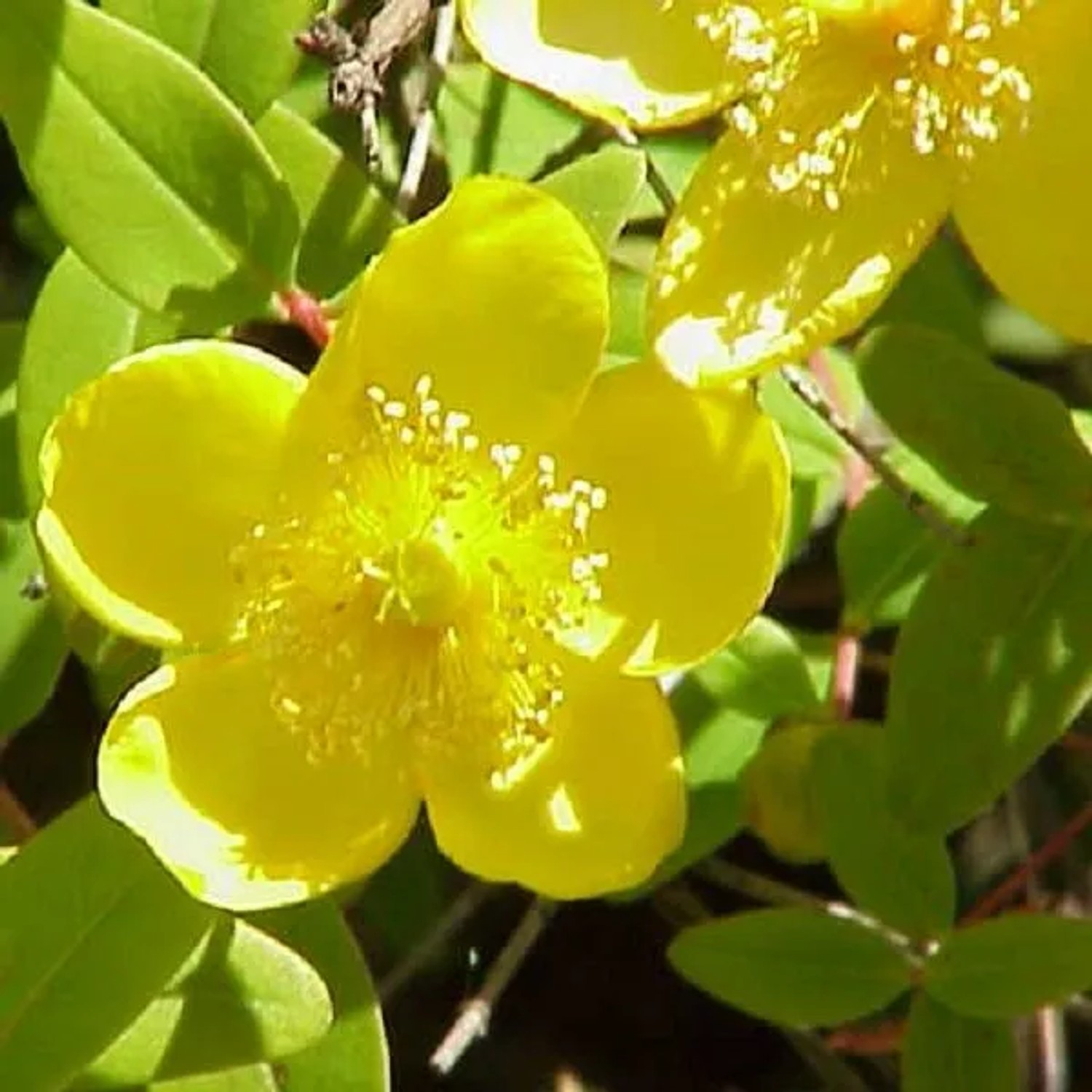 Johanniskraut Hypericum × moserianum 30 bis 40 cm im Container Gelbe Blüten