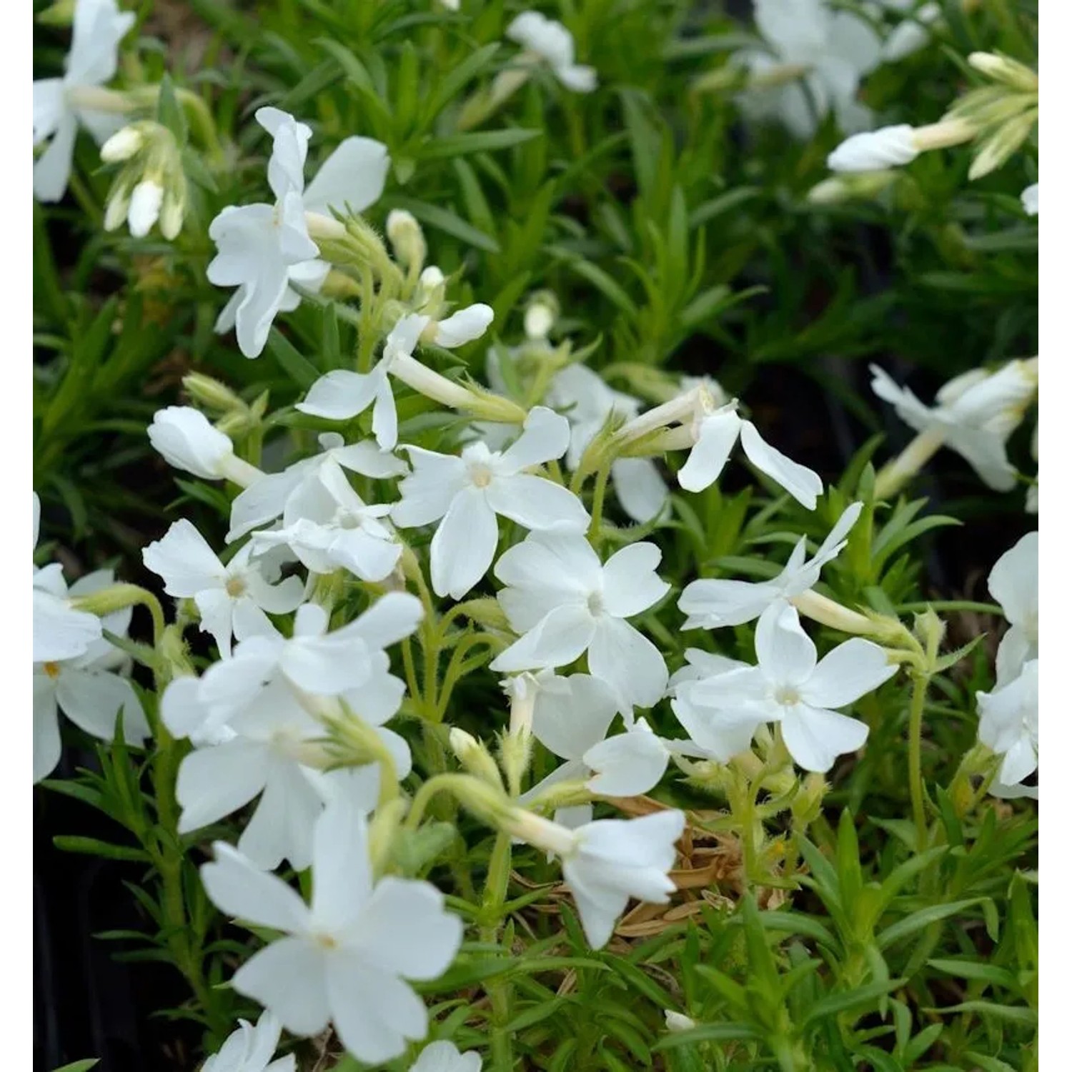 Niedrige Flammenblume Snowflake - Phlox subulata