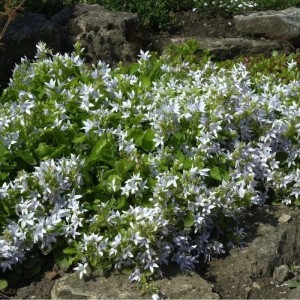 Weiße Glockenblume (Campanula poscharskyana) im Garten, umgeben von Steinen.