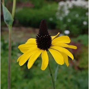 Gelber Riesen-Sonnenhut (Rudbeckia maxima) im Gartenbeet.
