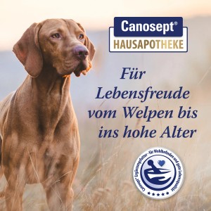 Canosept Gelenk Tabletten für Hunde: Ergänzungsfutter mit Grünlippmuschel für gesunde Gelenke und mehr Beweglichkeit.