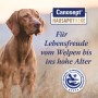 Canosept Gelenk Tabletten für Hunde: Ergänzungsfutter mit Grünlippmuschel für gesunde Gelenke und mehr Beweglichkeit.