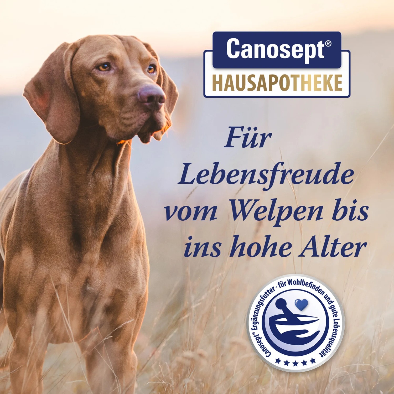 Canosept Gelenk Tabletten für Hunde: Ergänzungsfutter mit Grünlippmuschel für gesunde Gelenke und mehr Beweglichkeit.