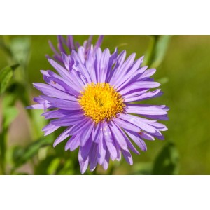 Nahaufnahme einer dunkelvioletten Alpenaster (Aster Alpinus Dunkle Schöne) mit gelber Mitte.