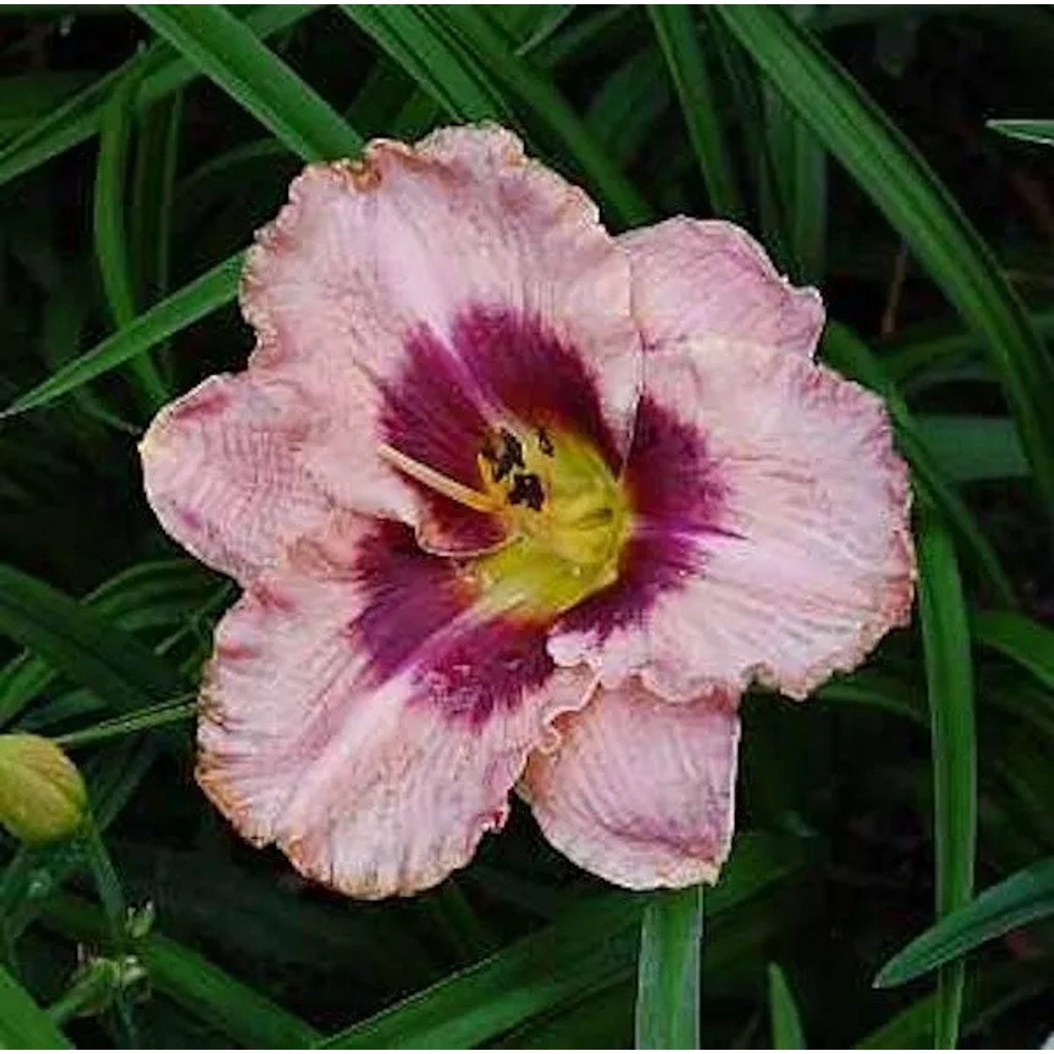 Taglilie Daring Deception - Hemerocallis cultorum