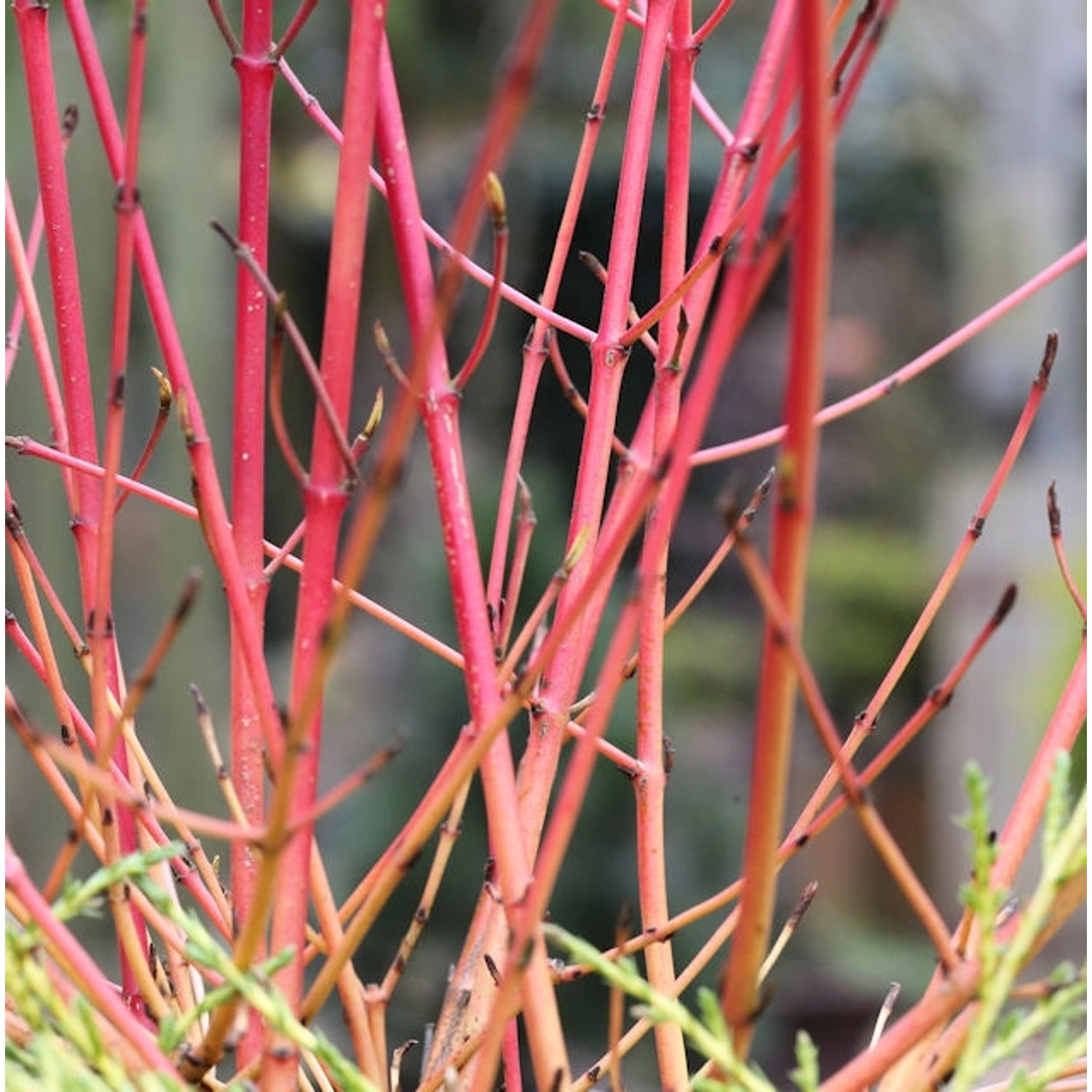 Roter Hartriegel 125-150cm - Cornus sanguinea günstig online kaufen