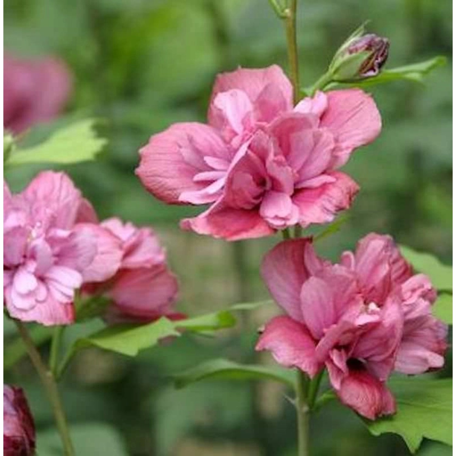 Hochstamm Garteneibisch Duc Brabant 80-100cm - Hibiscus günstig online kaufen