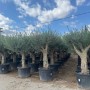 Reihe von Olivenbäumen Olea Europaea Koroneiki in schwarzen Töpfen, mit verzweigten Stämmen und grünen Blättern. Für Garten & Terrasse.