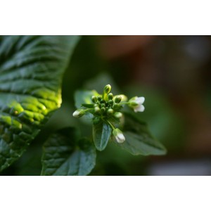 Blu Wasabi Küchenkräuter im Topf mit weißen Blüten und grünen Blättern.