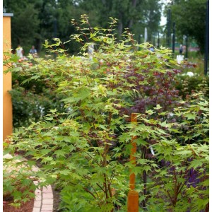 Japanischer Ahorn 'Anne Irene', 80-100cm, mit grünen Blättern im Garten.