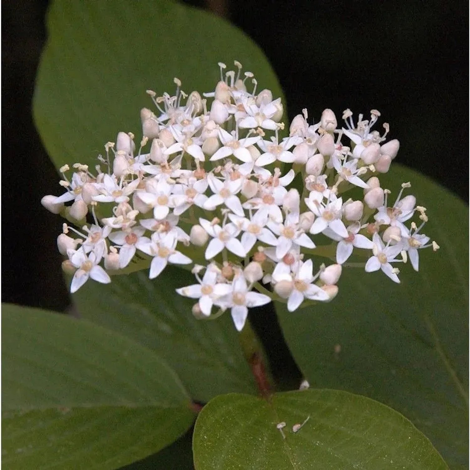 Schwarzholz-Hartriegel Kesselringii 80-100cm - Cornus alba
