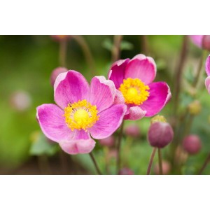Nahaufnahme der rosa blühenden Herbstanemone (Anemone Hupehensis Praecox) im 9x9 cm Topf.