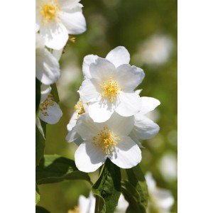 Nahaufnahme des weißen Duftjasmin 'Belle Etoile' mit gelben Staubgefäßen.