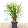Japanisches Waldgras (Hakonechloa macra) im 2L Topf, grüne Blätter, ideal für halbschattige Standorte.