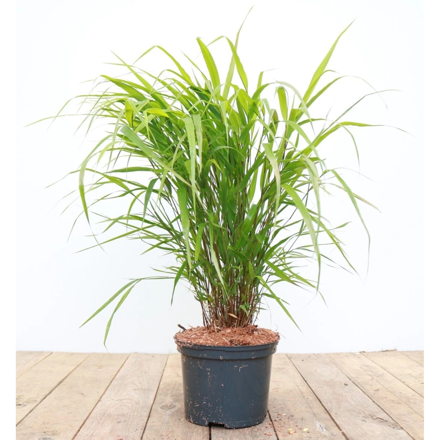 Hakonechloa Macra Japanisches Waldgras Ca. 2 Liter Container günstig online kaufen