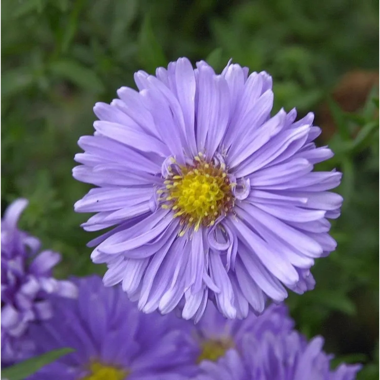 Rauhblattaster Bonningdale Blue - Aster novi belgii