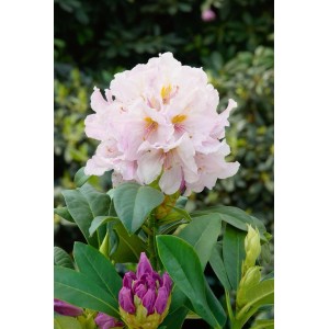 Rhododendron Hybr. Eskimo Weiß, 30–40 cm, mit zarten, weißen Blüten und grünen Blättern.