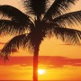 Komar Fototapete Vlies Hawaii, 100x280 cm, mit Palmen-Motiv bei Sonnenuntergang.