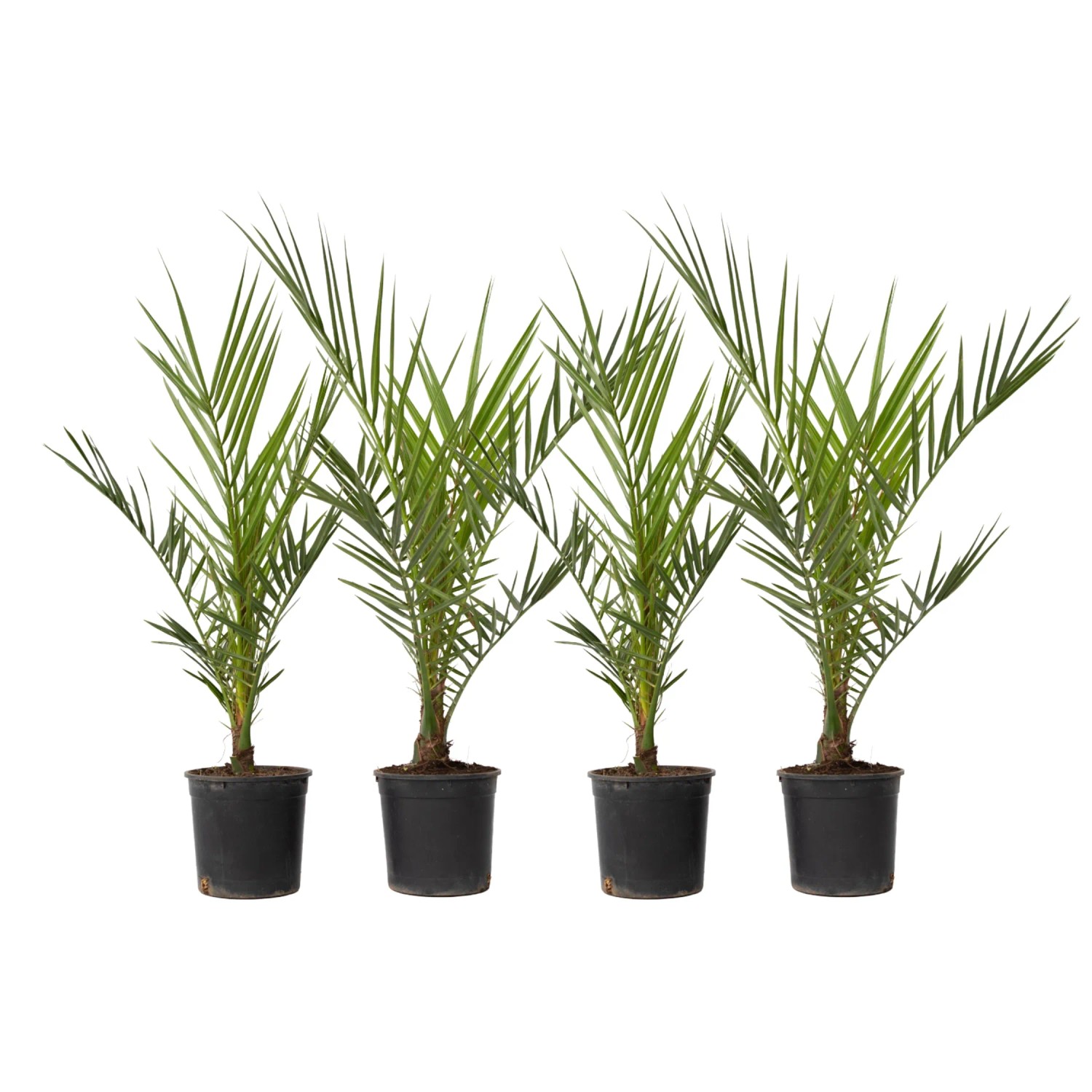 Plant In A Box Kanarische Dattelpalmen X4  Phoenix Canariensis Höhe 50cm Ø15 Grün