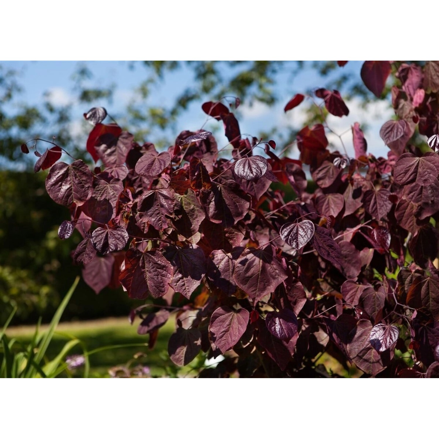 Cercis Canadensis Merlot Judasbaum Dunkelrot 40–60 cm günstig online kaufen