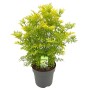 Gelblaubiger Säulenholunder Golden Tower im Topf, goldgelbes Laub, ca. 40 cm hoch.