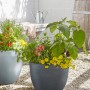 Scheurich Pflanzgefäß Padua, Ø 29,8 cm, Schwarz Granit, bepflanzt mit bunten Blumen.