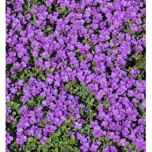 Blaukissen 'Hamburger Stadtpark': Aubrieta cultorum mit lila Blüten als Bodendecker.