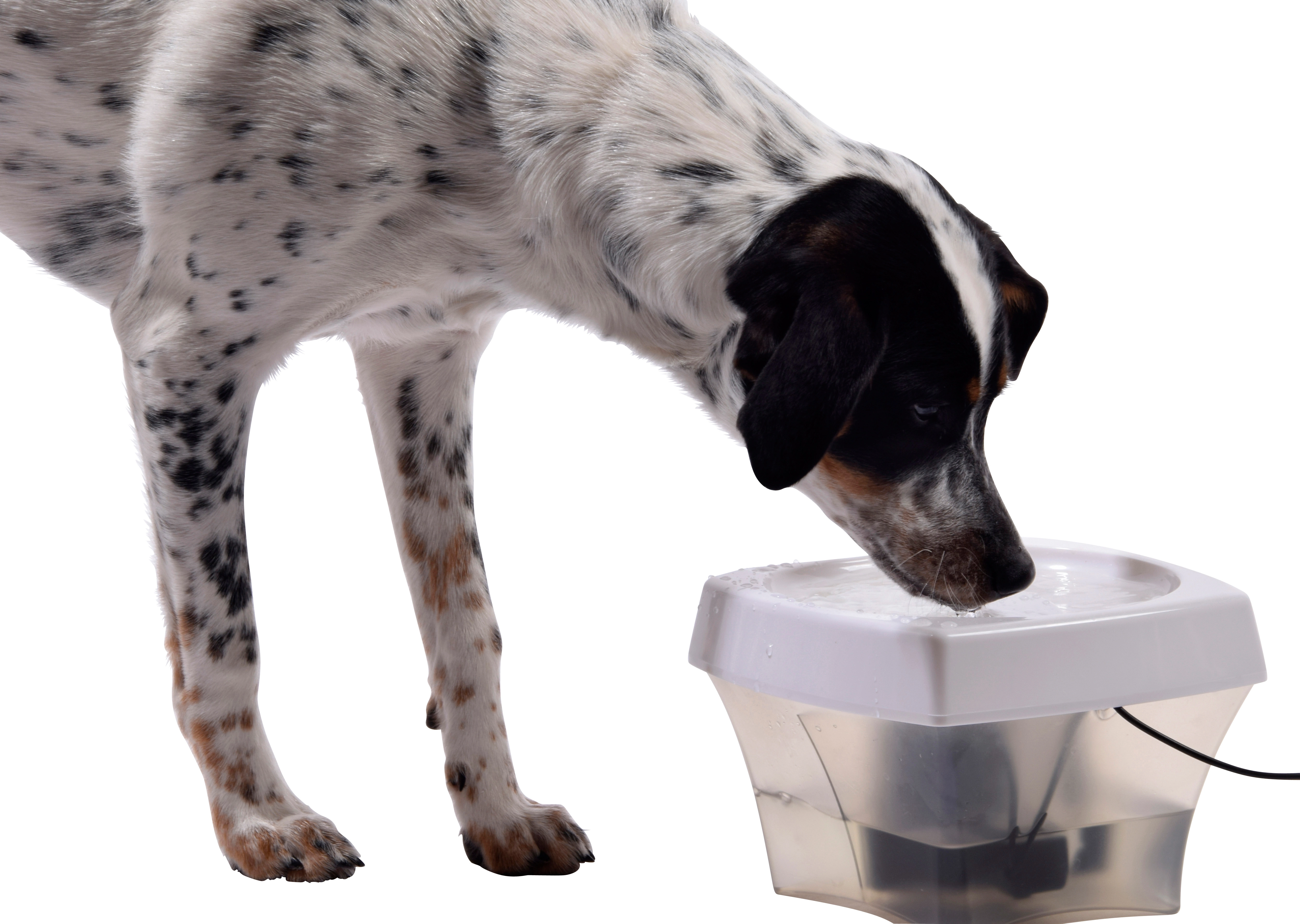 Automatischer Trinkbrunnen für Hunde und Katzen kaufen bei OBI