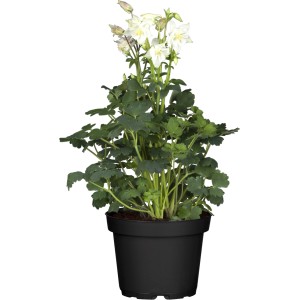 GROW by OBI Akelei im Topf, ca. 22 cm hoch, mit weißen Blüten.