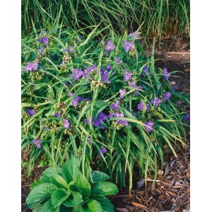 Tradescantia 'Zwanenburg Blue' im 9x9 cm Topf: Dreimasterblume mit blauen Blüten und grünen Blättern.