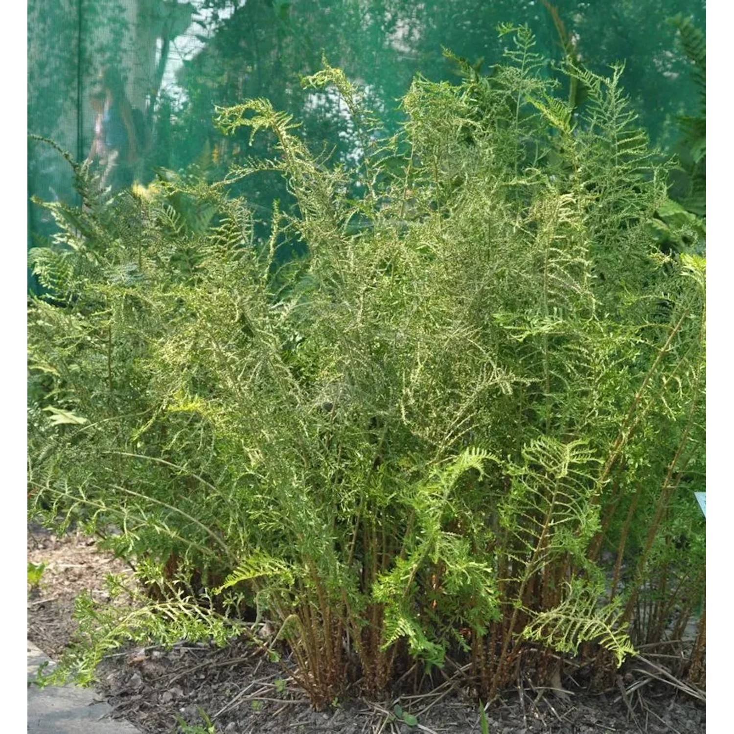 Krauser Wurmfarn Linearis-Polydactylon - Dryopteris filix mas