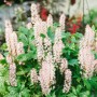 Tiarella Laciniata Pink Skyrocket Staude mit zartrosa Blüten und grünen Blättern im Topf.