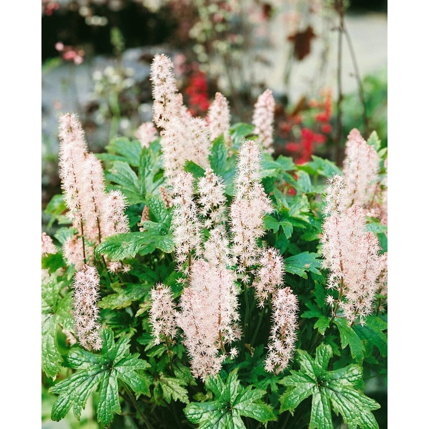 Tiarella Laciniata Pink Skyrocket R Ca. 11x11 cm Topf günstig online kaufen
