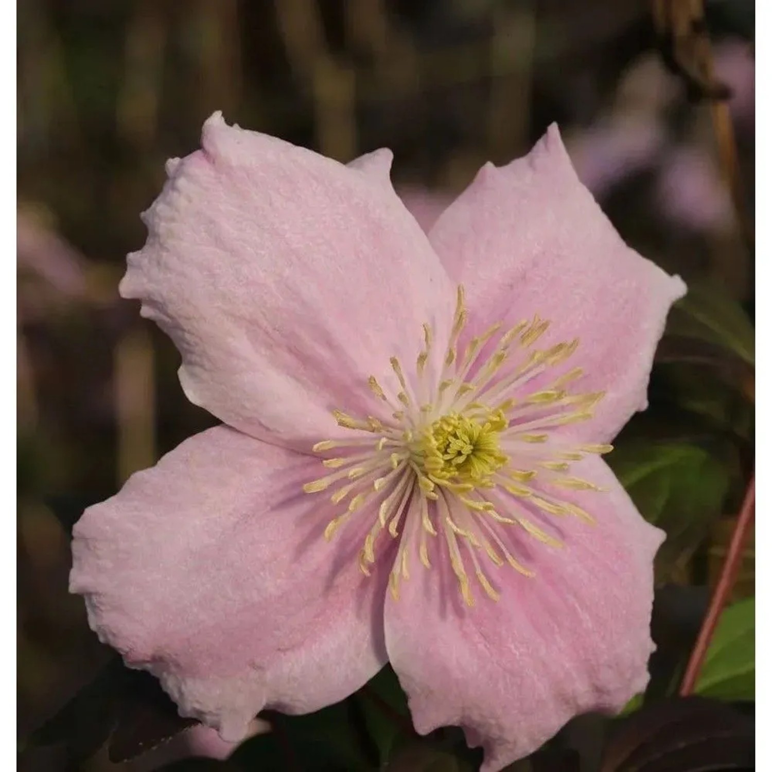 Berg Waldrebe Mayleen 60-80cm - Clematis montana