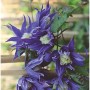 Blühende, blaue Alpen Waldrebe (Clematis macropetala) als Kletterpflanze.