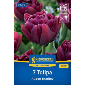 Kiepenkerl Tulpe Allison Bradley, gefüllte, purpur-lila Blüte.