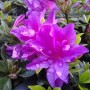 Nahaufnahme einer lila Zwerg-Azalee Galapagos (Rhododendron nakaharai) mit Wassertropfen.