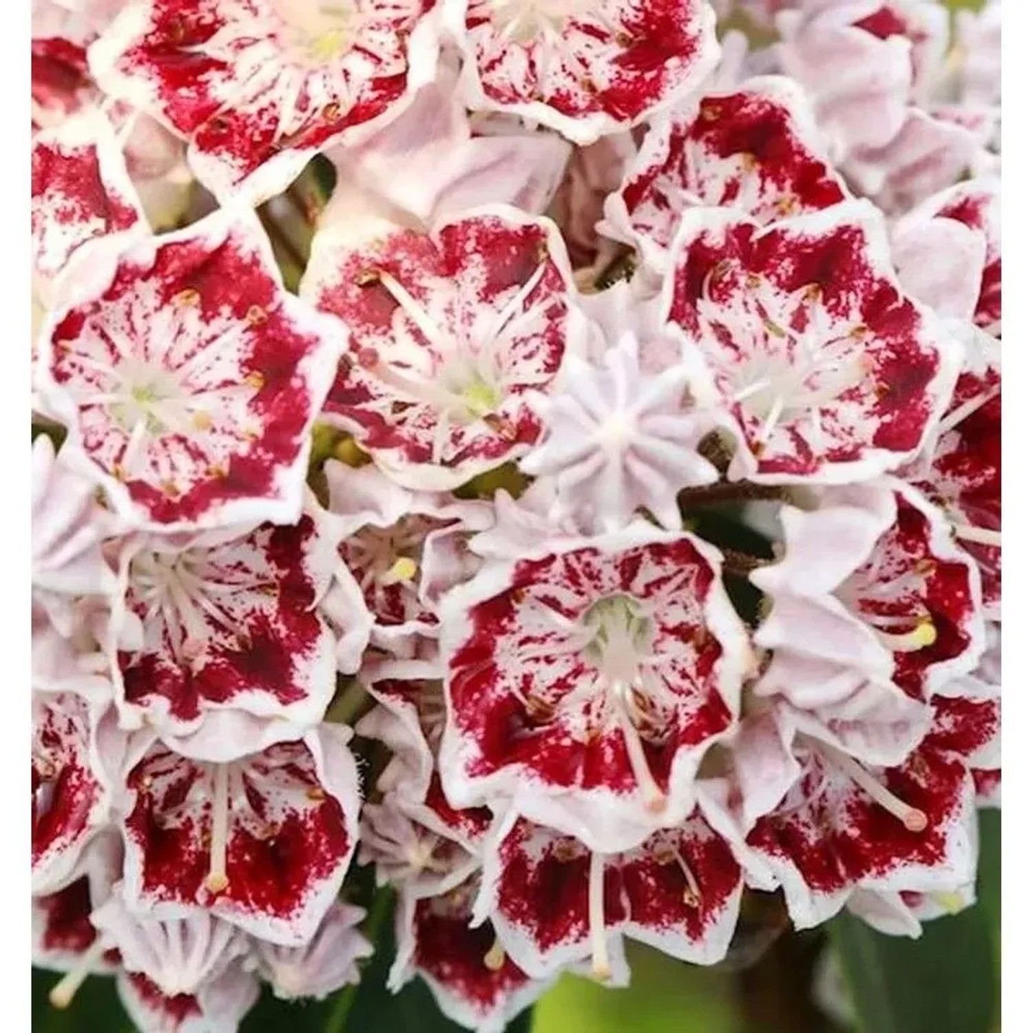Großer Berglorbeer Carousel 40-50cm - Kalmia,atifolia