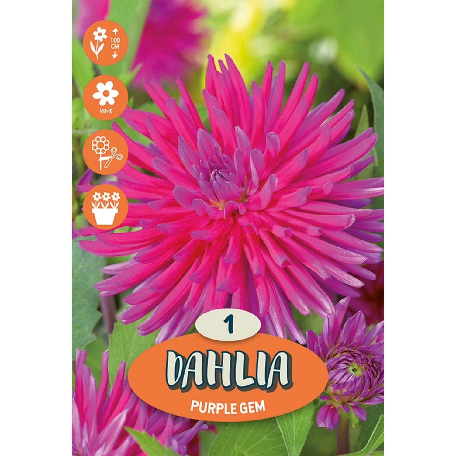 Dahlien "Purple Gem" Purpur kaufen bei OBI